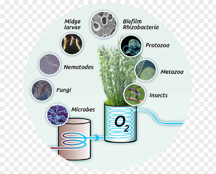 Wate Water Bacterial Growth Sewage Wastewater Tree Well World PNG