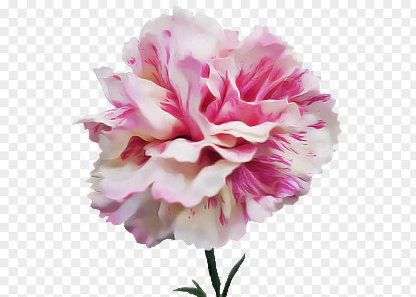 Flower Bouquet PNG