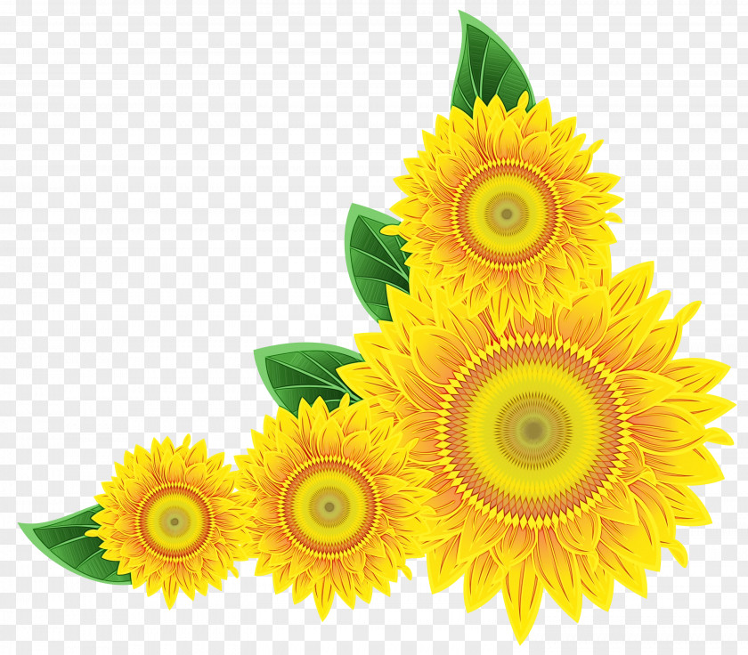 Gerbera Daisy Family Flowers Background PNG