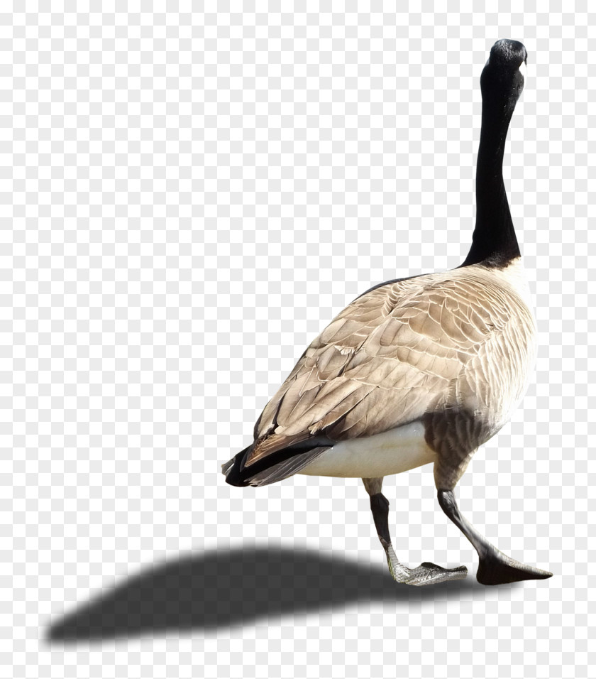 Goose Canada Duck PNG