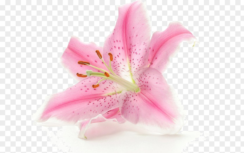 Lily Flowers Flower White Clip Art PNG