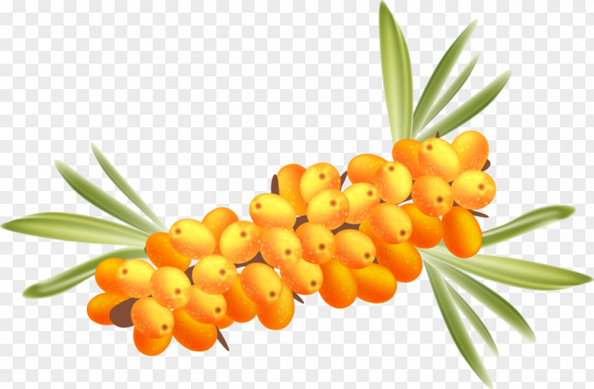 Yellow Sea Buckthorn Seaberry Frutti Di Bosco Stock Photography Clip Art PNG