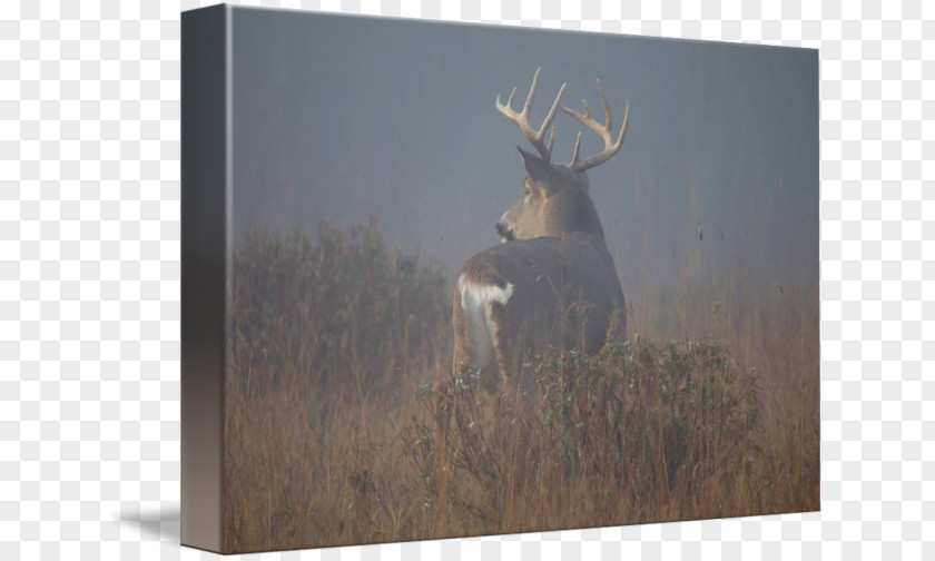 Foggy Morning Deer Antler Fauna Stock Photography PNG
