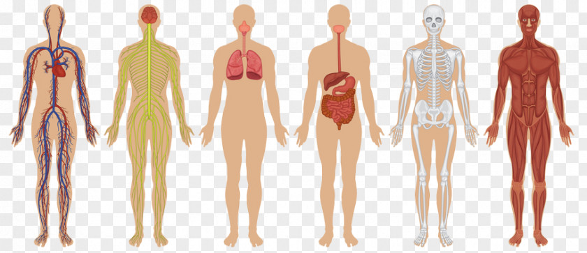 Human Body Organ System Muscular PNG body system system, science clipart PNG