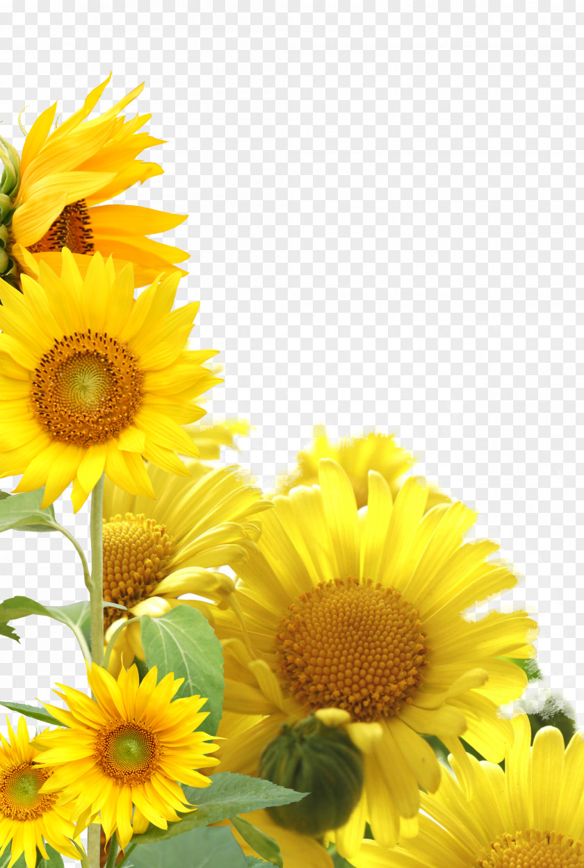 Sunflower Double Ninth Festival 9u67089u65e5 Traditional Chinese Holidays I Ching Respect For The Aged Day PNG