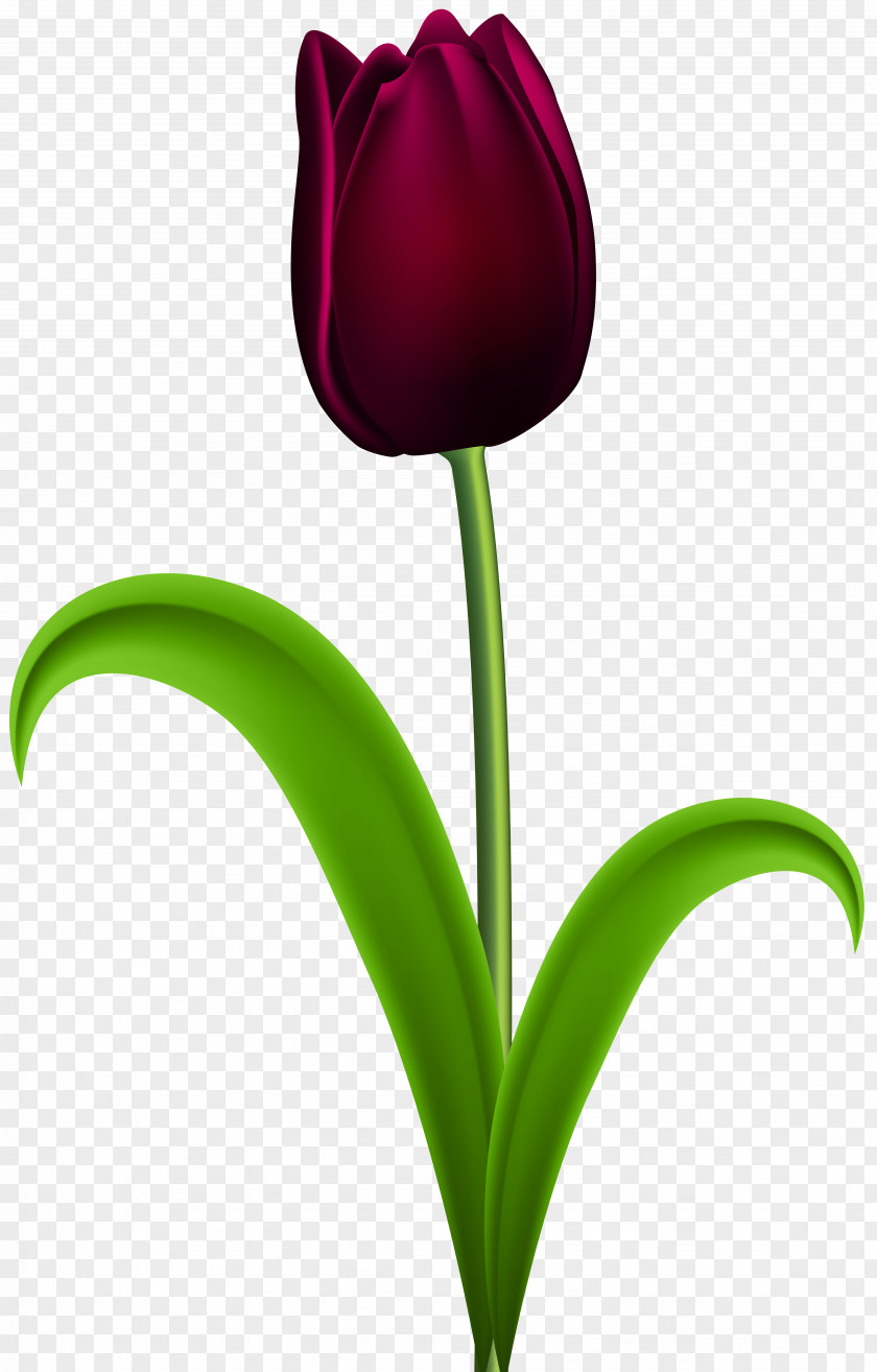 Dark Red Tulip Transparent Clip Art Image Skagit Valley Festival Purple Flower PNG
