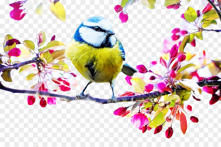 Tit Eurasian Blue Birds Songbirds Flower PNG