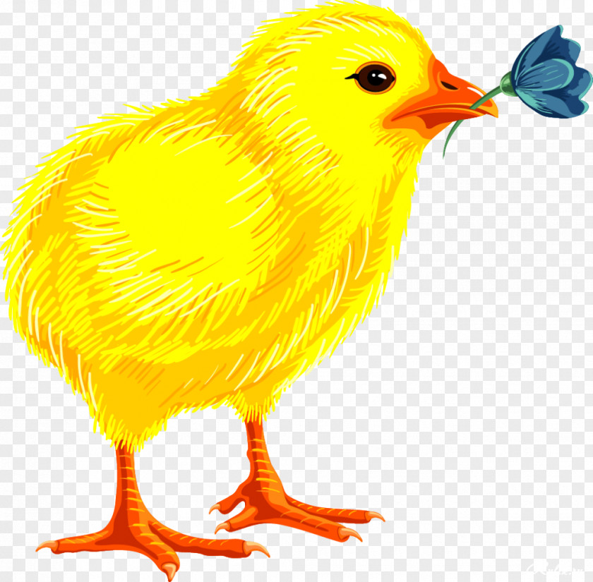 Chick Easter Egg Clip Art PNG