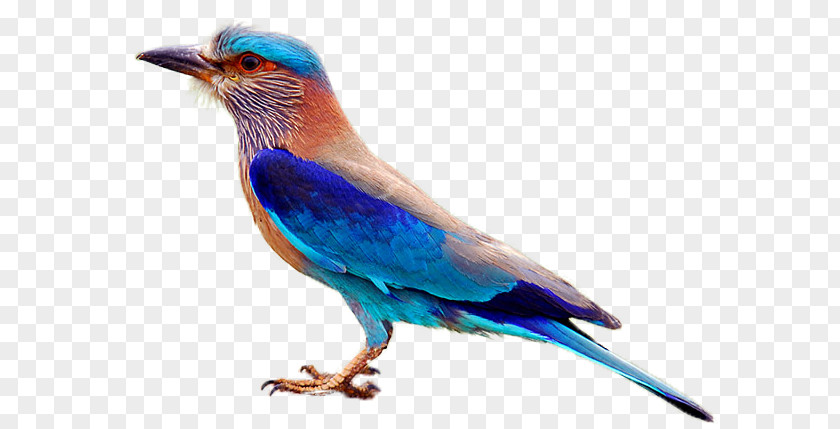 Indian National Wind Telangana Forest Department Roller Bird Symbol PNG
