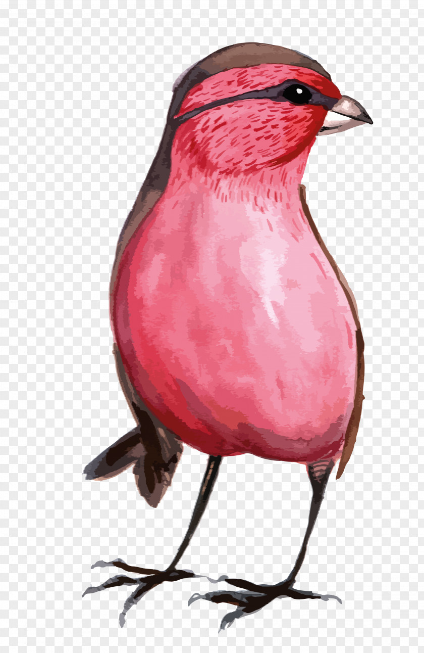 Chinese Painting Bird Watercolor Illustration PNG
