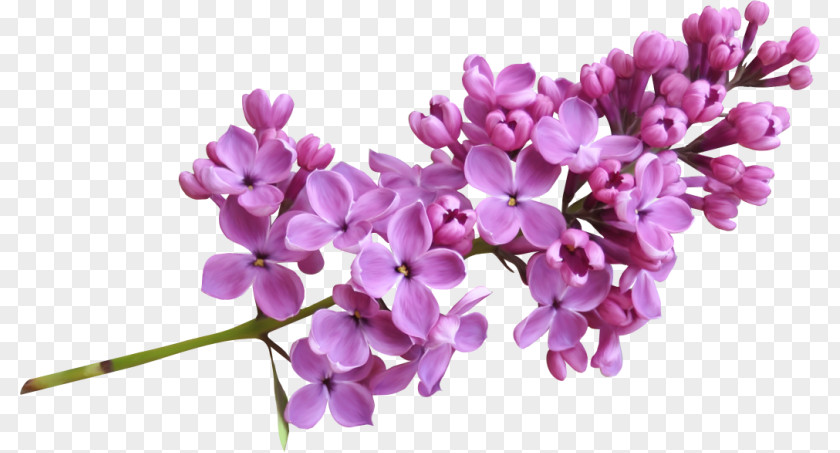 Flowers Plan Lavender Lilac Clip Art PNG