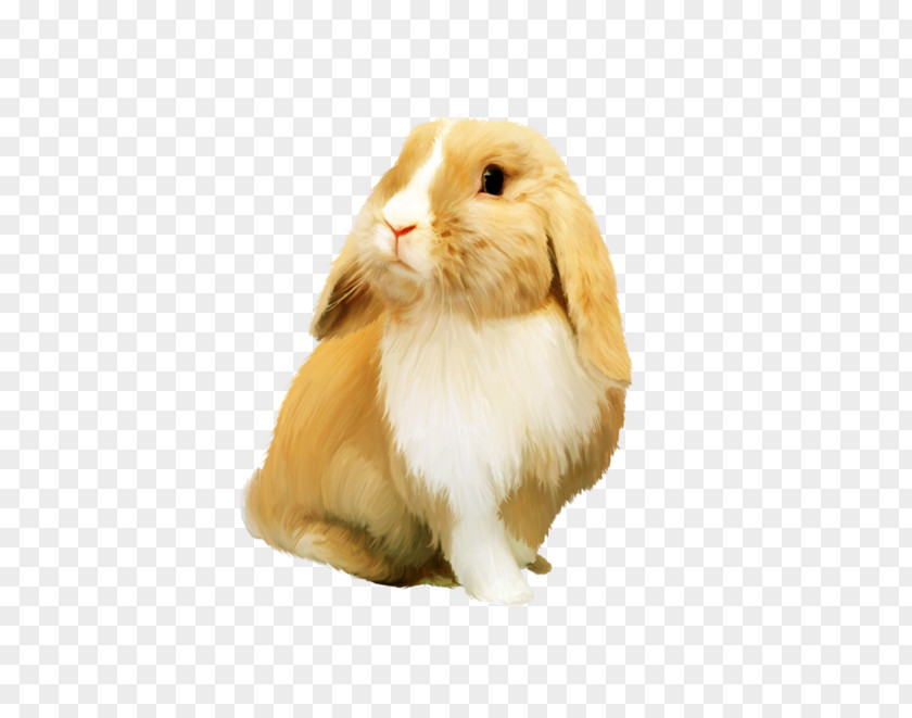 Rabbit Domestic Hare Dwarf Fur PNG