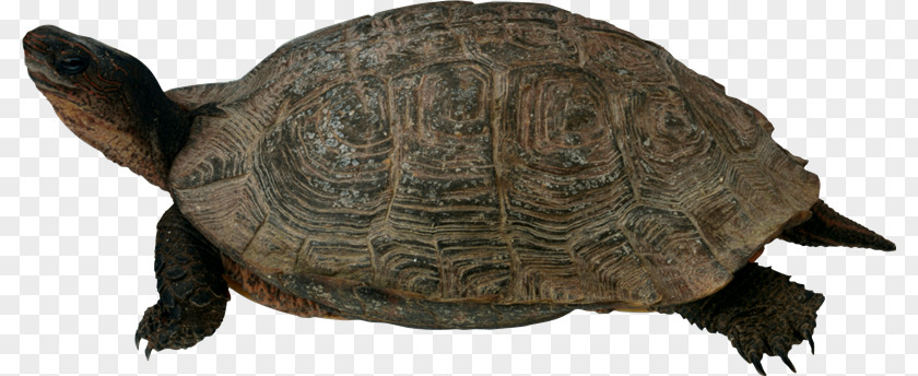 Tortuga Turtle Clip Art PNG