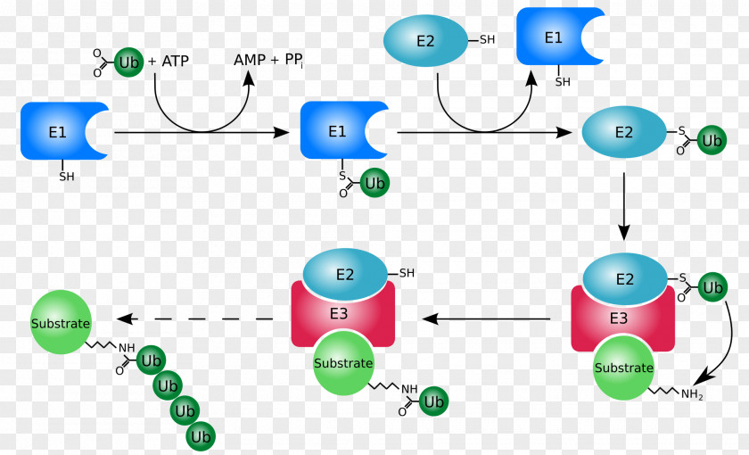 Ubiquitin Ligase Proteasome Protein Aggregation Folding PNG