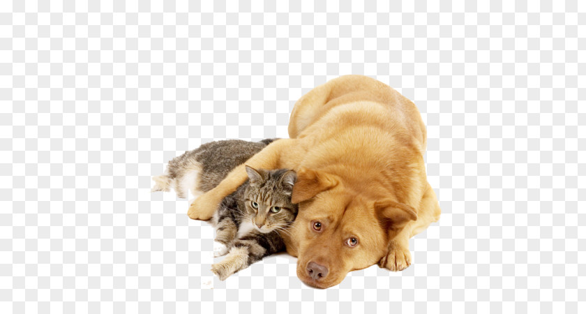 Cat Dog Veterinarian Animal Shelter Desktop Wallpaper PNG