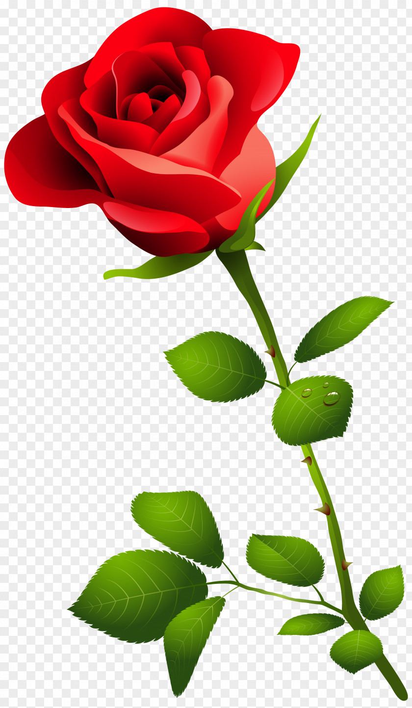 Watercolor Flower Red Rose Desktop Wallpaper Clip Art PNG