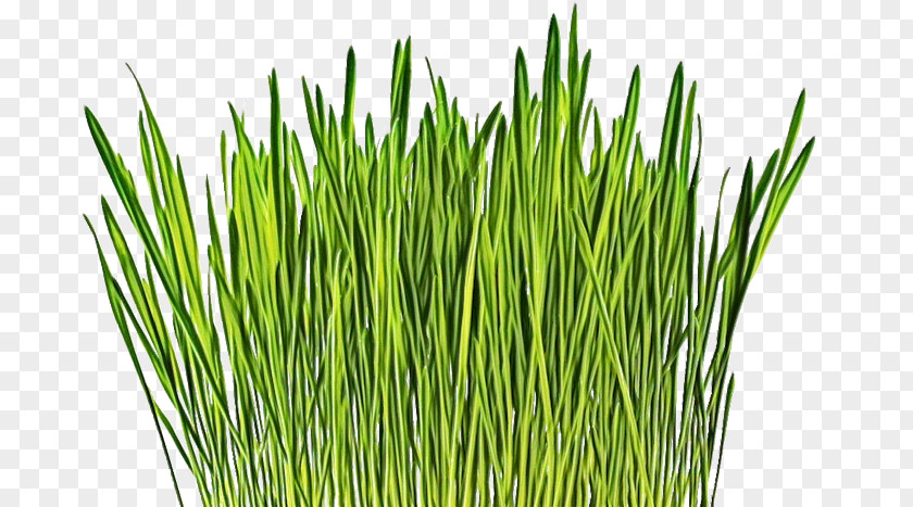 Garlic Chives Herb Wheat Cartoon PNG