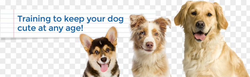 Keep Pets Dog Breed Pet Wood Snout PNG