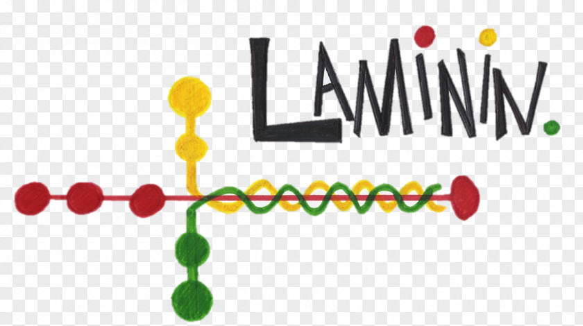 Laminin 111 Integrin Basement Membrane Laminin, Gamma 1 PNG