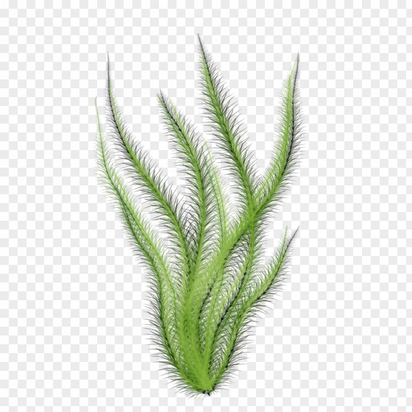 Leaf Plant Grass Terrestrial Family PNG