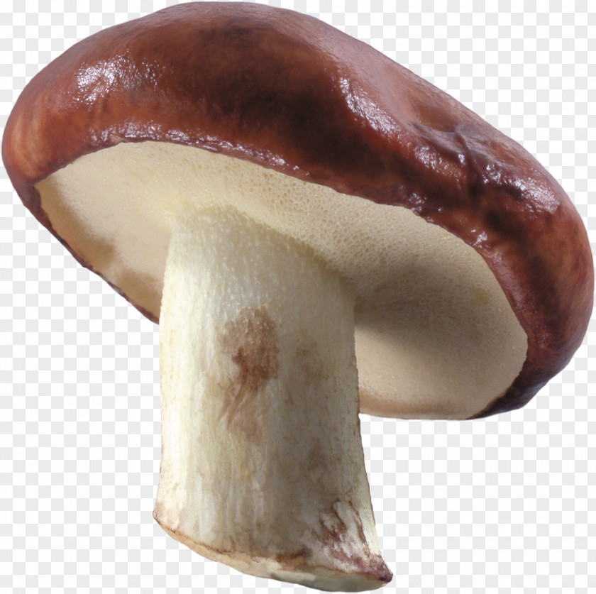 Mushroom Common Image Resolution PNG