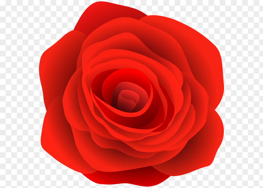 Red Rose Petal Garden Roses Cabbage Floribunda PNG