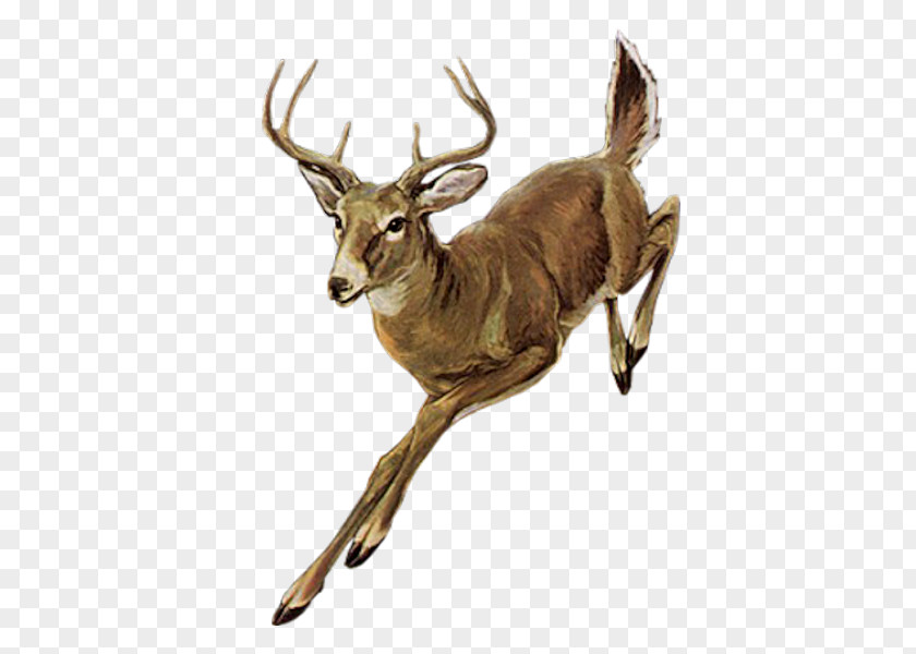 Running Deer Red Elk PNG