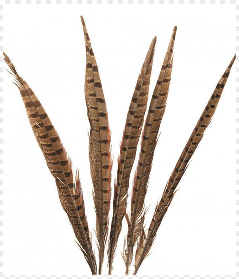 Feather Lady Amherst's Pheasant Bird Tail PNG