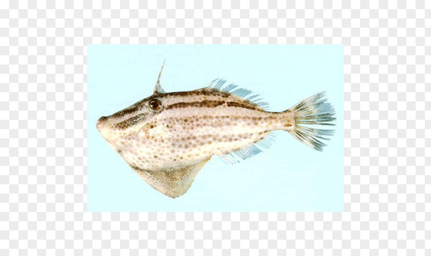 Flounder Sole Salted Fish Perch PNG