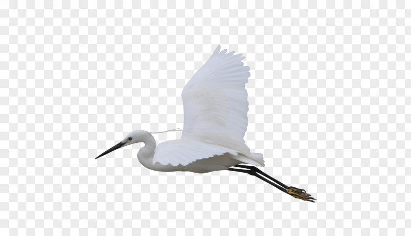 Flying Crane Water Bird Beak Seabird PNG