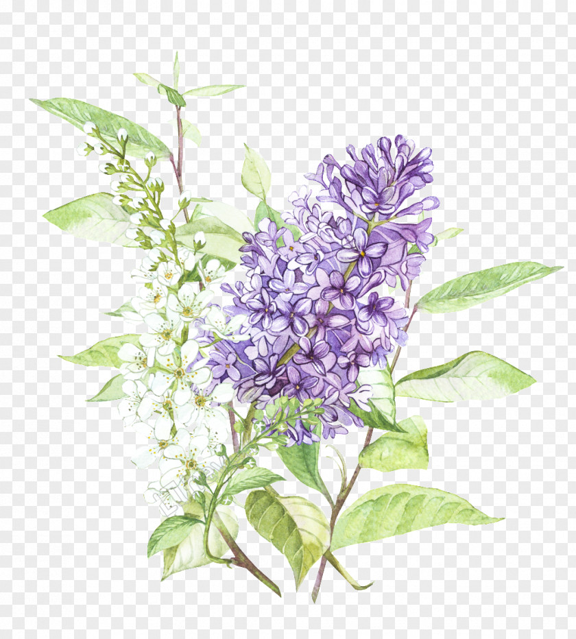 Lavender Drawing Hand Drawn Stock Photography Vector Graphics Illustration Image Common Lilac PNG