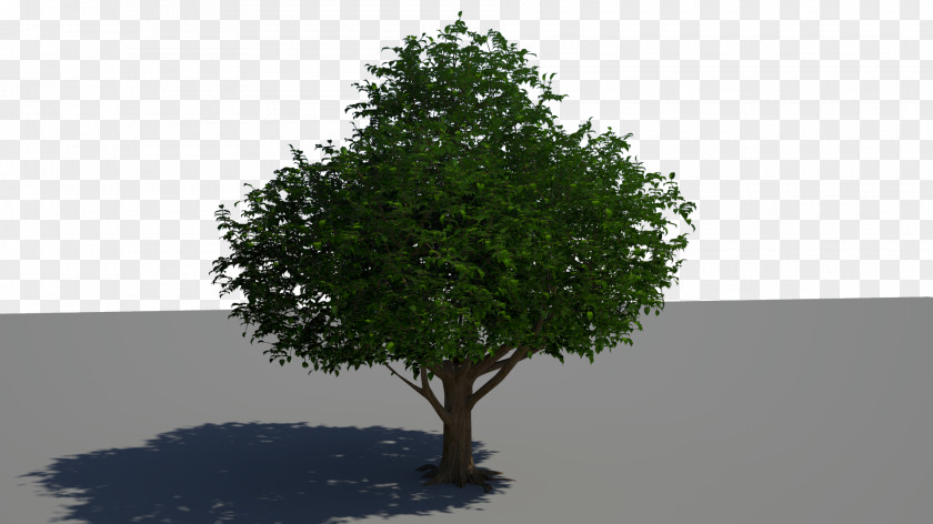 Love Tree Desktop Wallpaper Woody Plant 1080p PNG