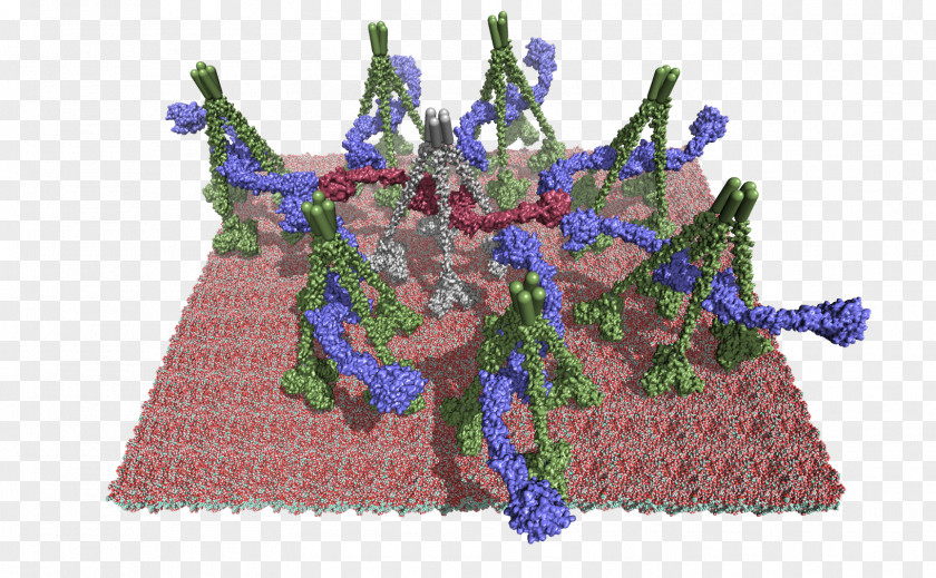 Masp Molecule PyMOL Lectin Pathway Membrane Crystallography PNG