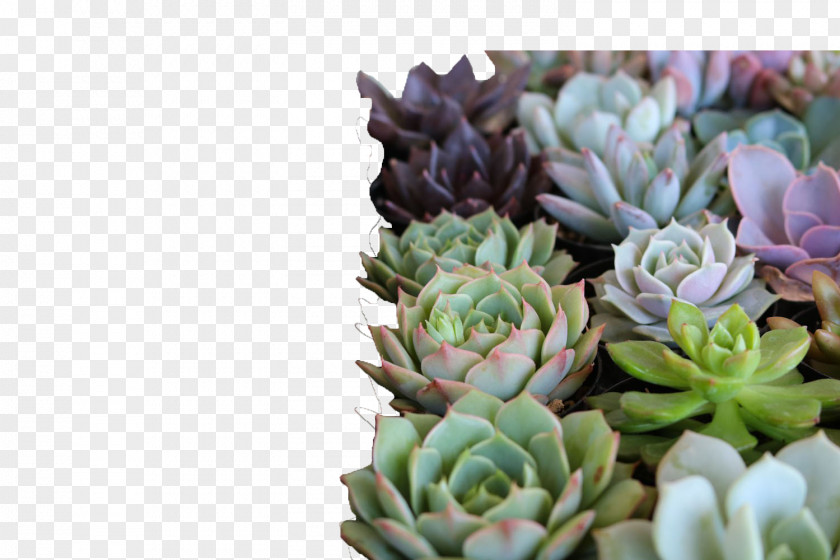 Plants Succulent Plant Succulents And Cactus Pumpkin + Workshop Garden PNG