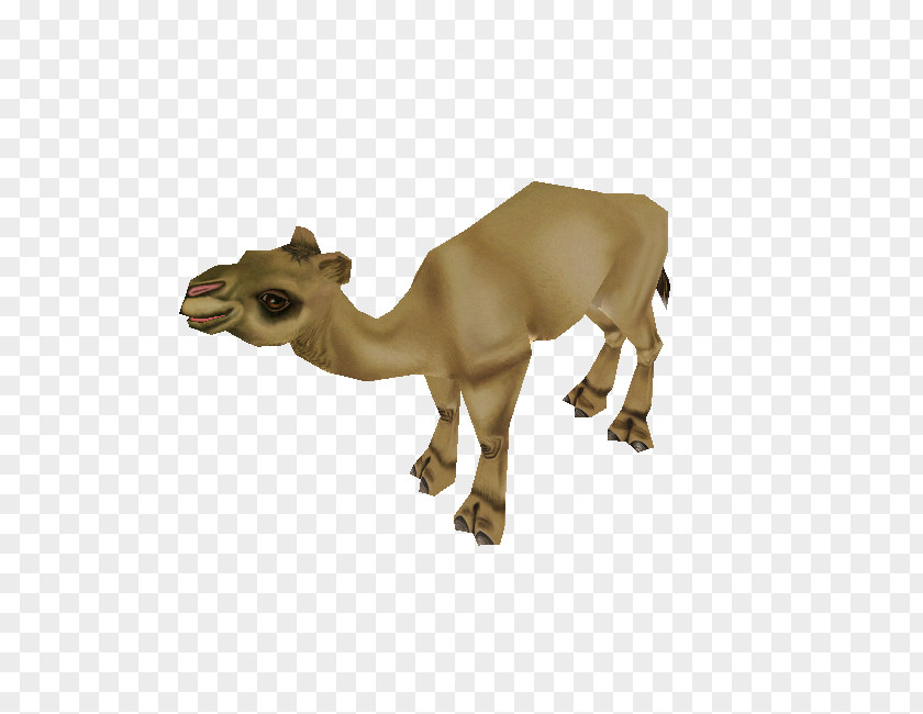 Zoo Tycoon 2 Animal Downloads Dromedary Video Games PNG