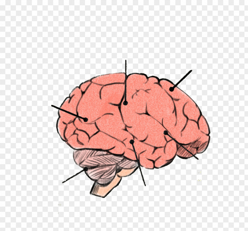 Hand-painted Brains Human Brain Cerebrum Agy Euclidean Vector PNG