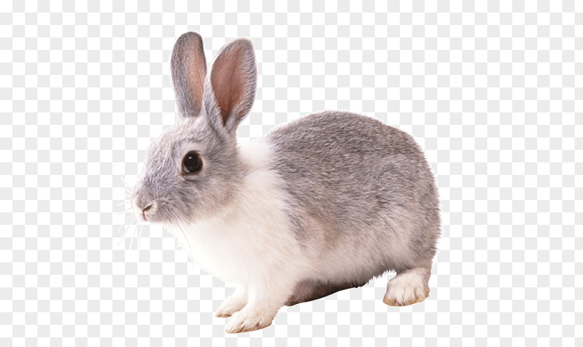 Rabbit Domestic Hare PNG