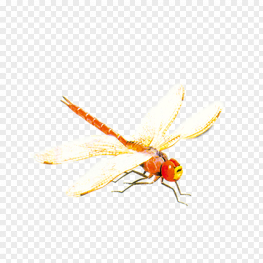 Red Dragonfly Bee Insect PNG