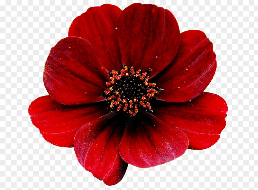 Red Flower Rose Clip Art PNG