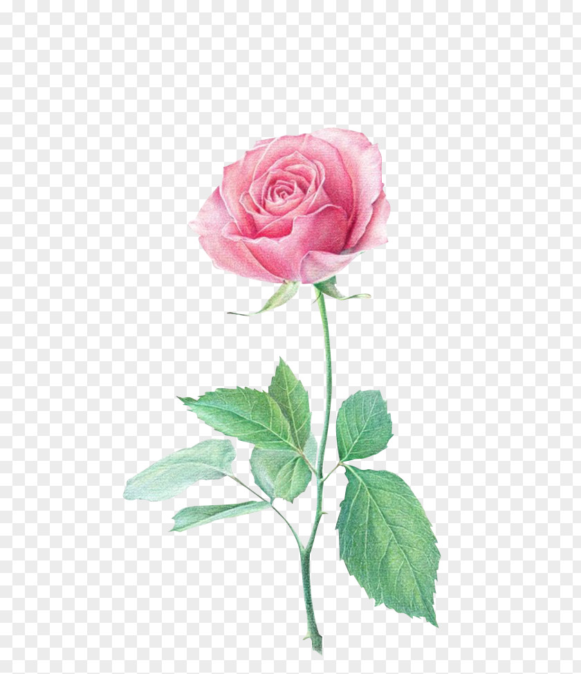 Roses Colored Pencil Flower Drawing Beach Rose Paper PNG