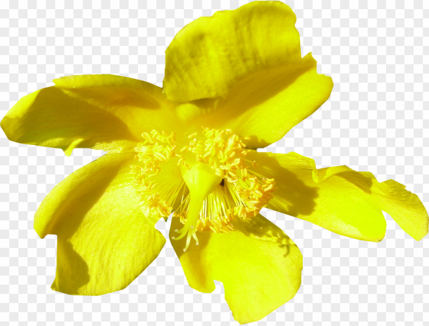 Close-up Common Evening-primrose Pollen PNG