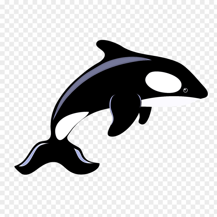 Dolphin Killer Whale Cetaceans Porpoises Whales PNG