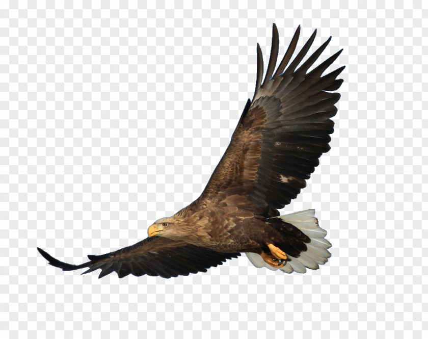 Eagle Bald Bird Hawk PNG