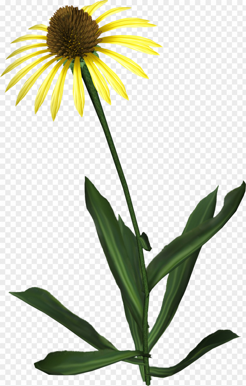 Hand-paint Common Sunflower Daisy Family Clip Art PNG