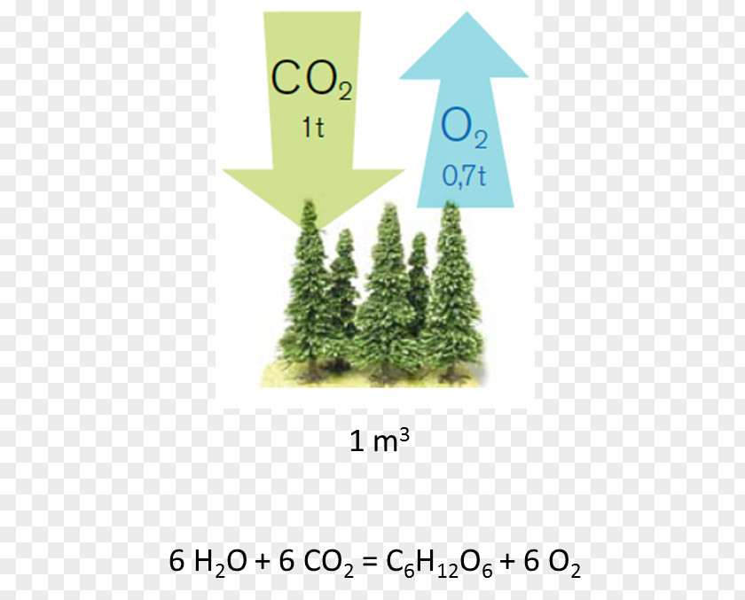 Tree Carbon Dioxide Photosynthesis Sink PNG