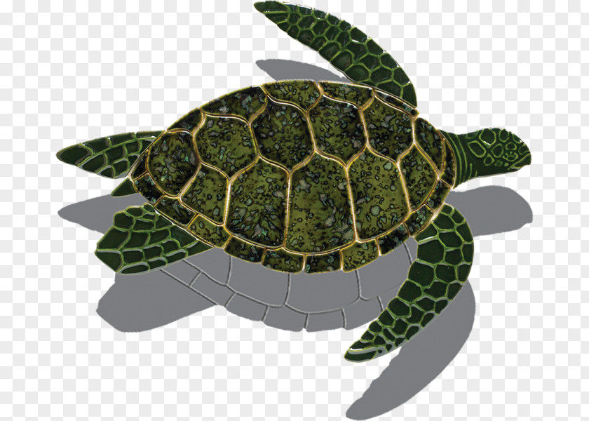 Turtle Loggerhead Sea Tortoise Green PNG