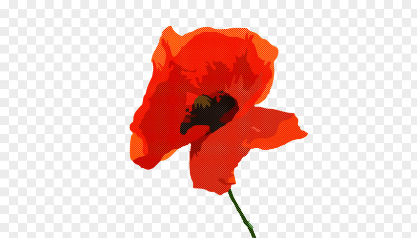 Common Poppy Oriental California Petal PNG