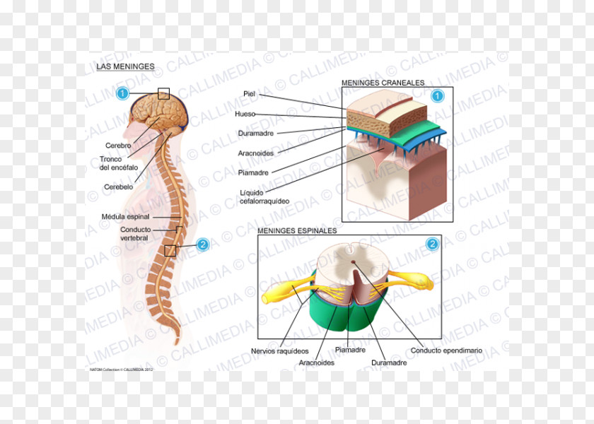 Meninges Of The Brain Diagram Meningitis Spinal Cord Cerebrospinal Fluid Virus PNG