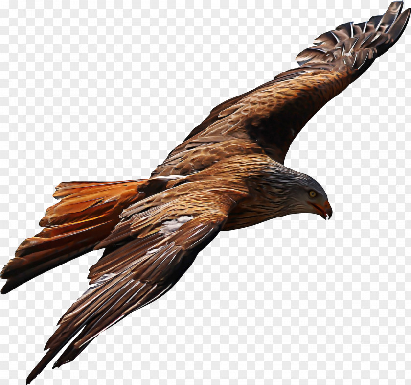 Northern Harrier Beak Bird Golden Eagle Of Prey Kite PNG