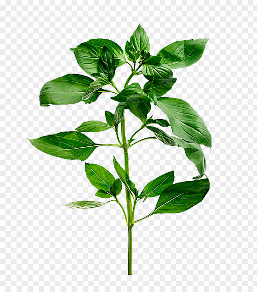 Red Pepper Tree Basil Mediterranean Cuisine Herb Stock Photography Leaf PNG